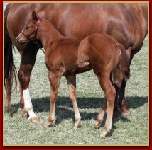 Mr Elusive x Innocent Touch Filly 4055.jpg